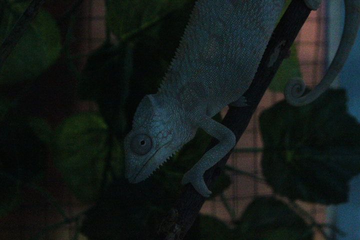 Ibarbo Park - Panther chameleon (Furcifer pardalis)