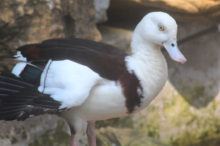 Ibarbo Park - Red-backed radjah shelduck (Radjah radjah rufitergum)