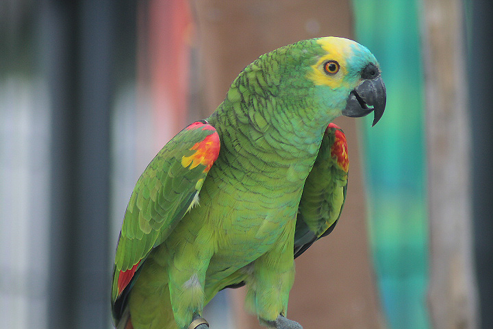 Ibarbo Park - Red-shouldered blue-fronted amazon (Amazona aestiva aestiva)