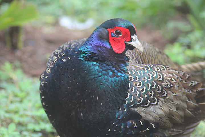 Ibarbo Park - Southern green pheasant (Phasianus versicolor versicolor)