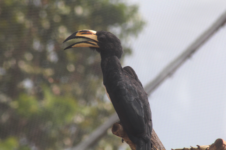 Ibarbo Park - West African pied hornbill (Lophoceros semifasciatus)