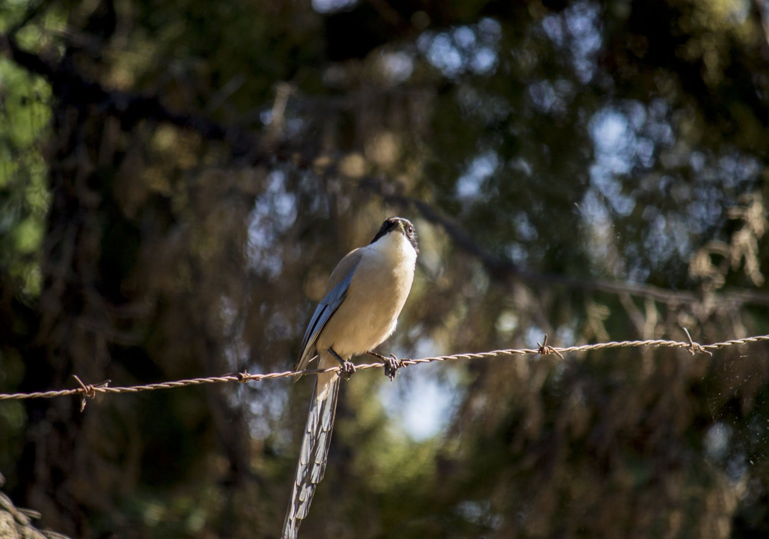 Iberian azure-winged magpie, Cyanopica cooki