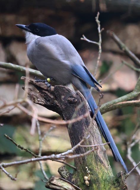 Iberian azure-winged magpie (Cyanopica cooki)