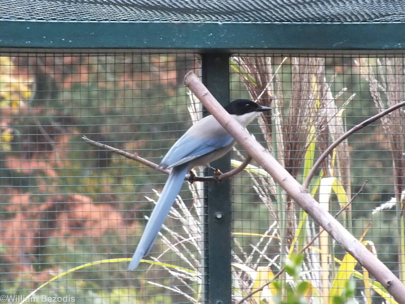 Iberian Azure-winged Magpie