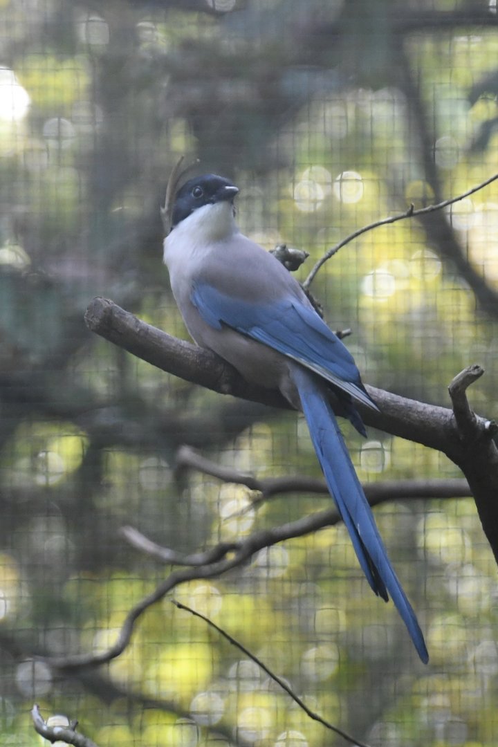 Iberian Azure-winged Magpie
