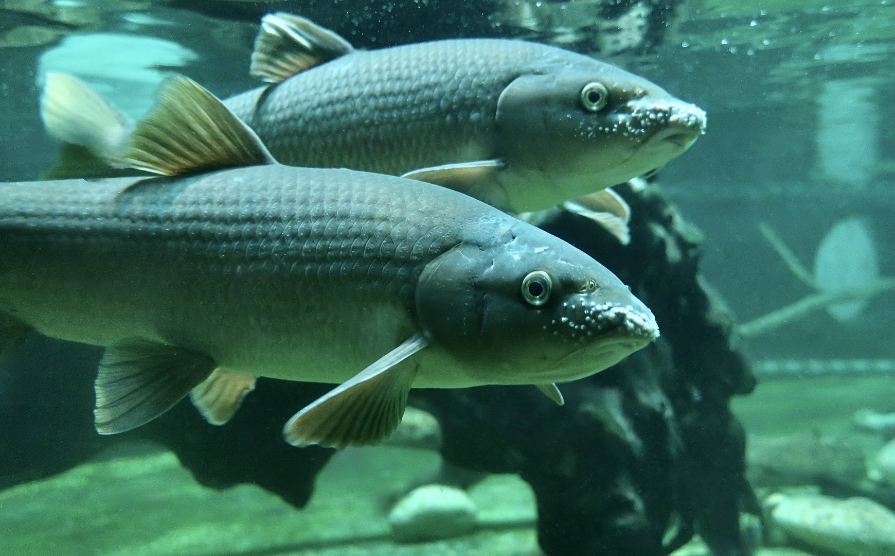 Iberian Barbel (Luciobarbus bocagei) showing breeding tubercles