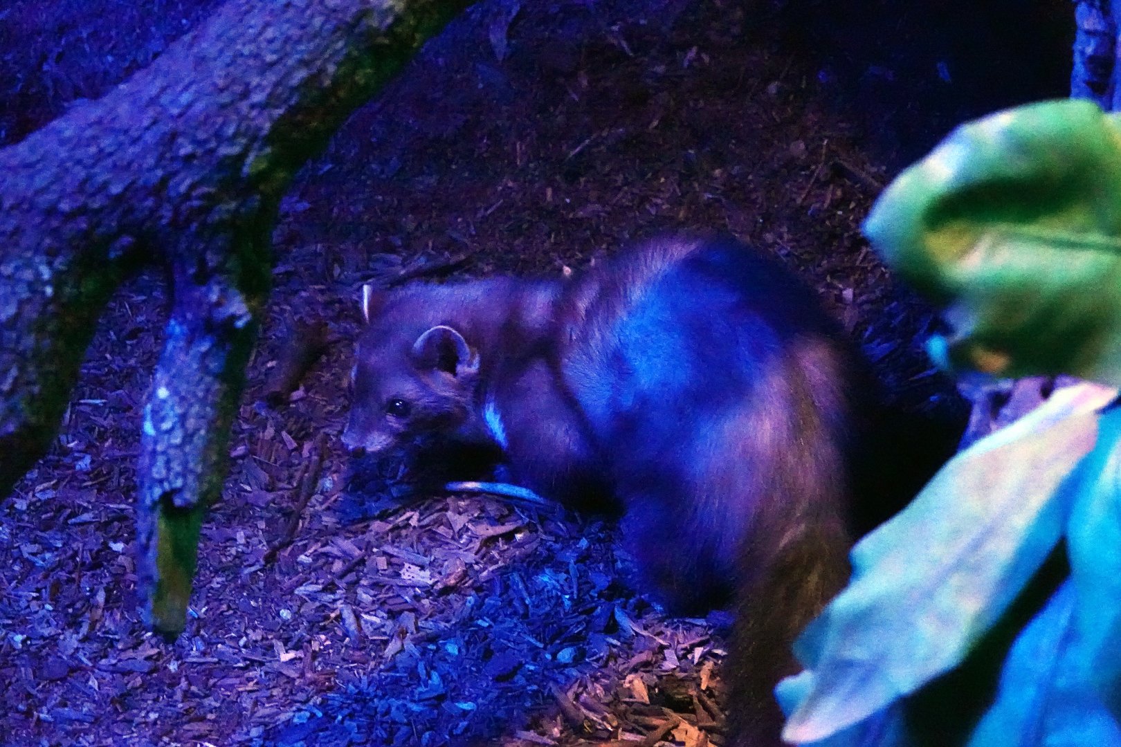 Iberian beech marten