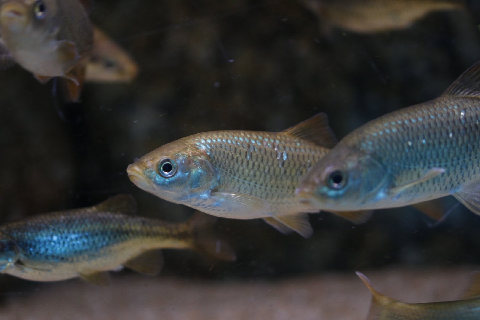 Iberian chub (Squalius pyrenaicus)