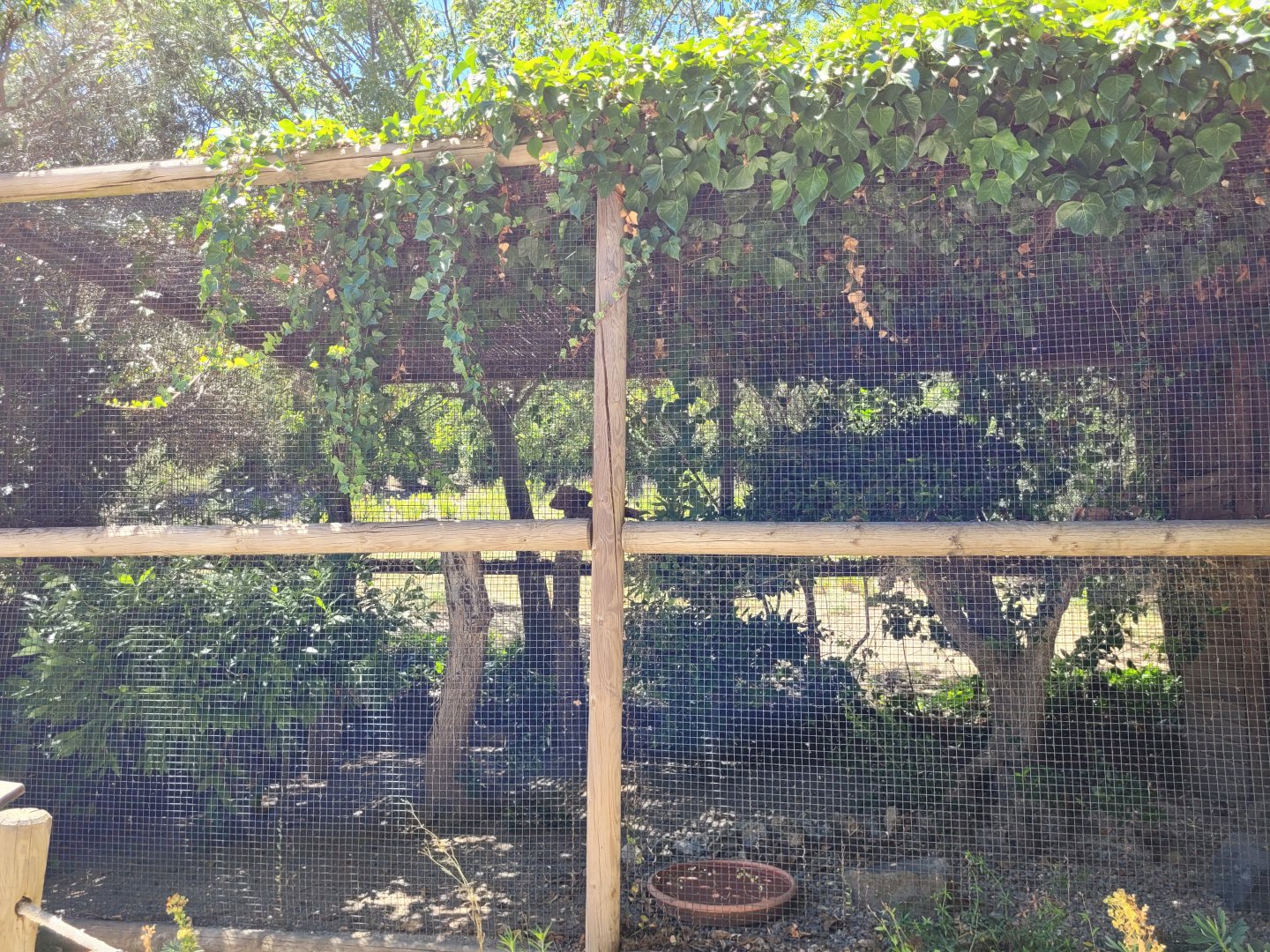 Iberian eagle-owl exhibit -Sendaviva (2024)