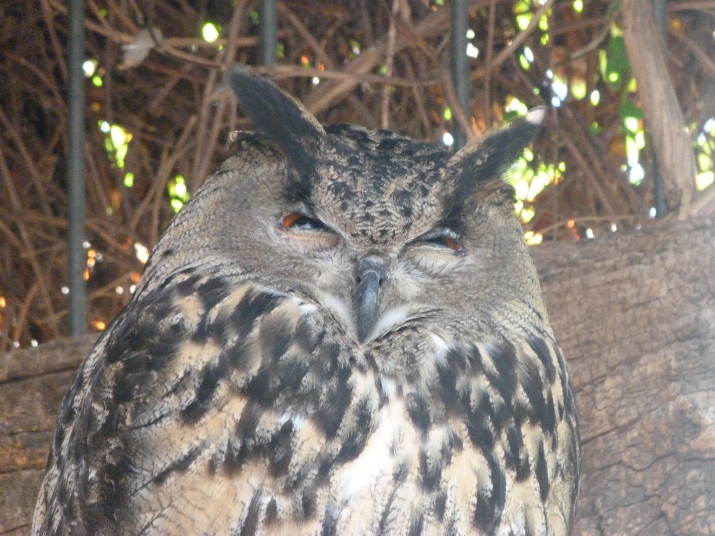 Iberian eagle-owl exhibit -Zoo Aquarium de Madrid (2025)