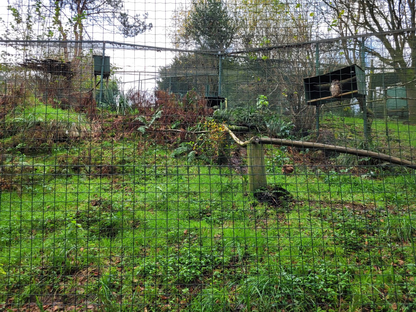Iberian eagle owl exhibit -Zoo de Santillana del Mar (2023)