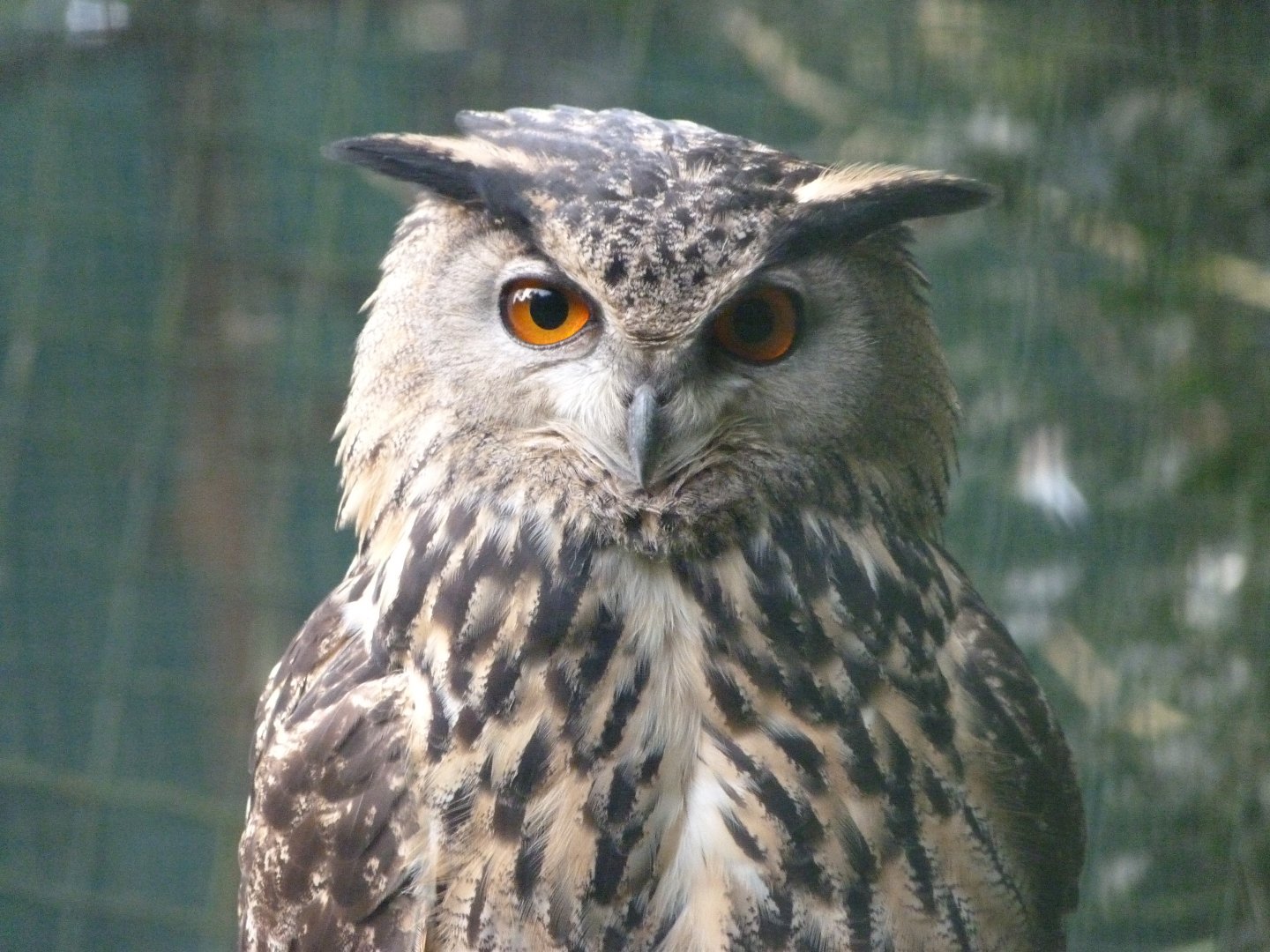 Iberian eagle-owl -Zoo de Santillana del Mar (2024)