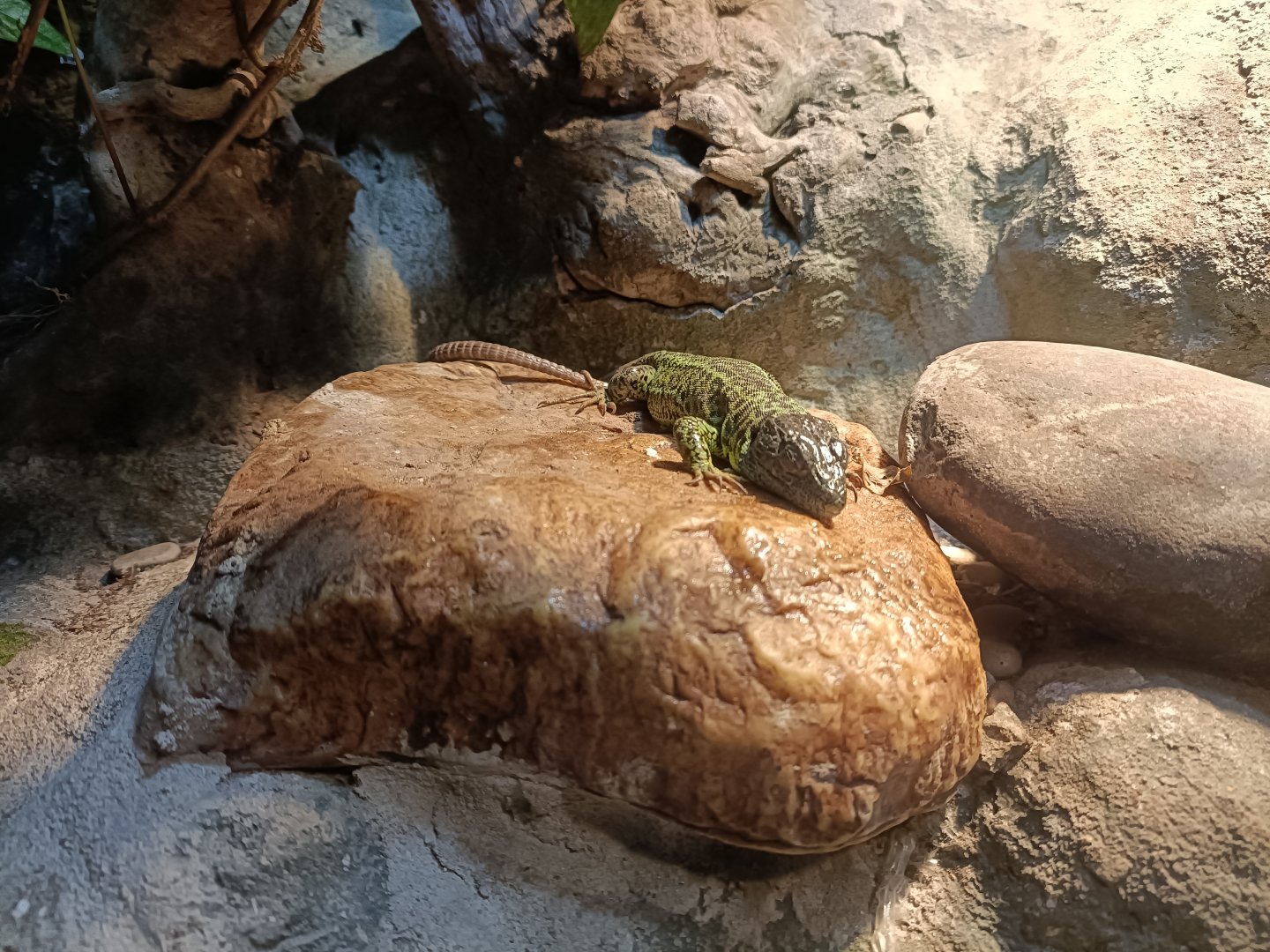 Iberian emerald lizard - Bioparc Acuario de Gijón