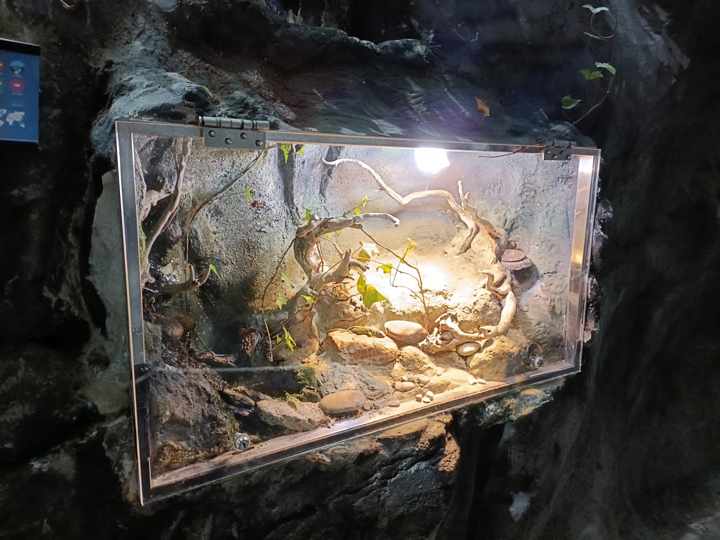 Iberian emerald lizard exhibit - Bioparc Acuario de Gijón