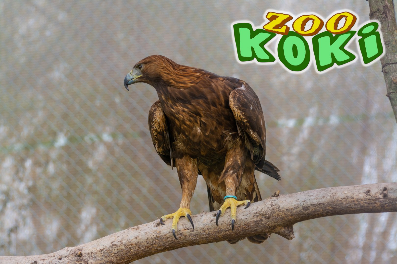 Iberian golden eagle (Aquila chrysaetos homeyeri)