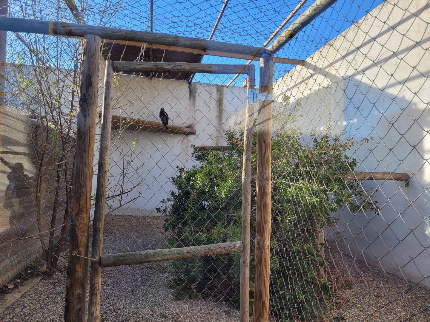 Iberian golden eagle exhibit -Tierra Rapaz (2024)