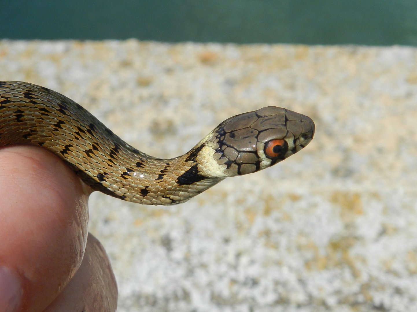 Iberian Grass Snake, Natrix astreptophora