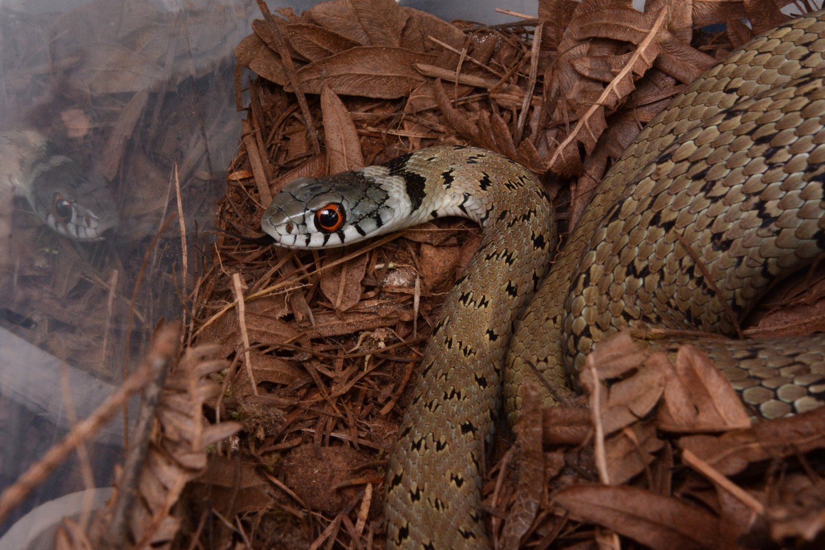 Iberian grass snake (Natrix astreptophora)