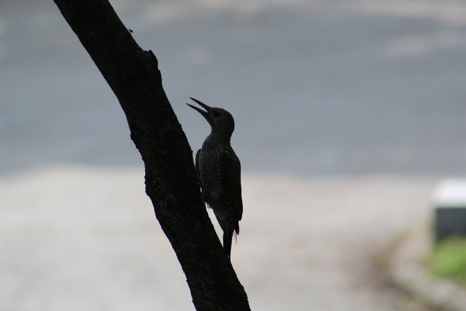 Iberian Green Woodpecker