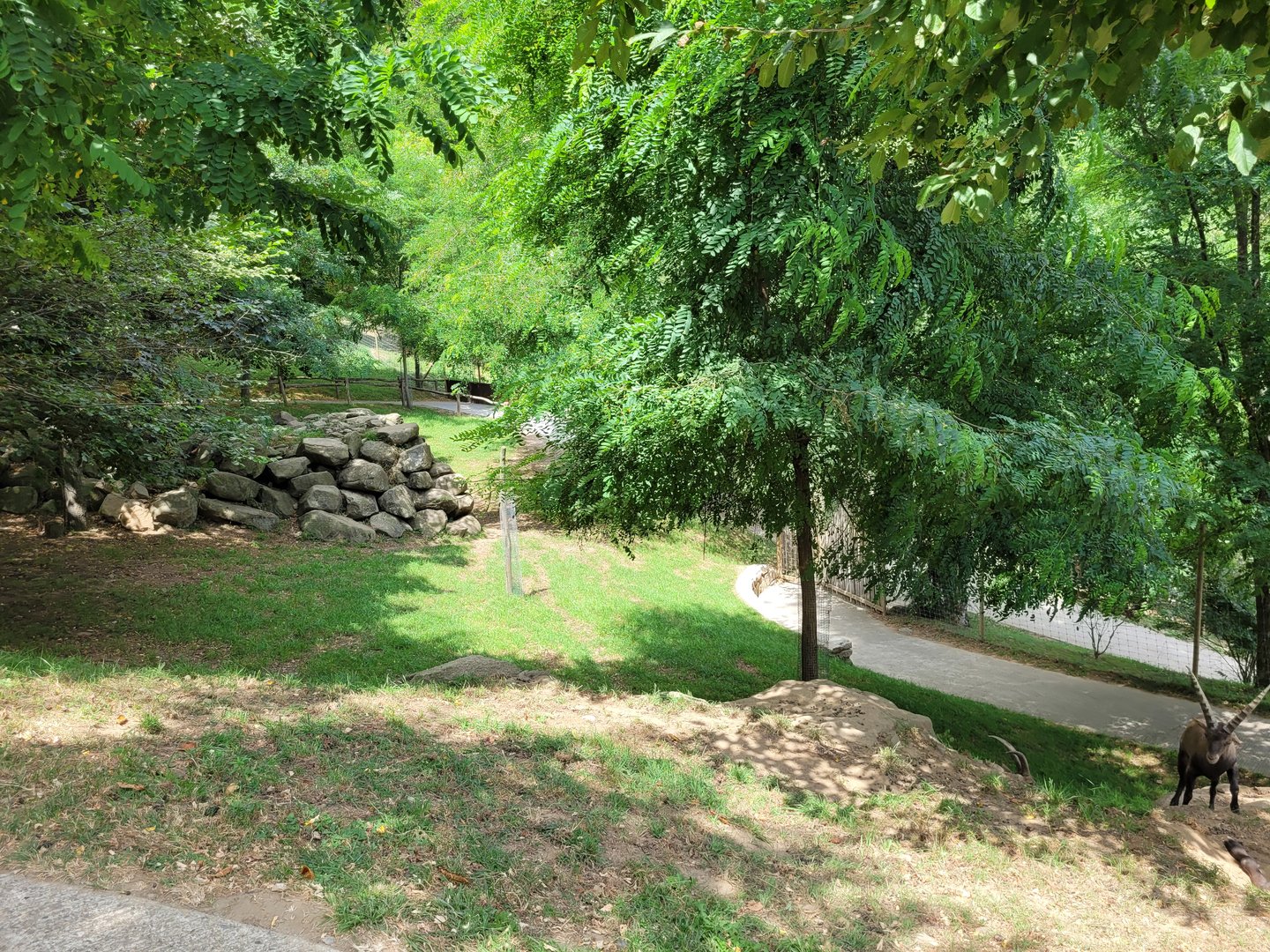 Iberian ibex and Alpine ibex exhibit -Parc Animalier des Pyrénées (2023)