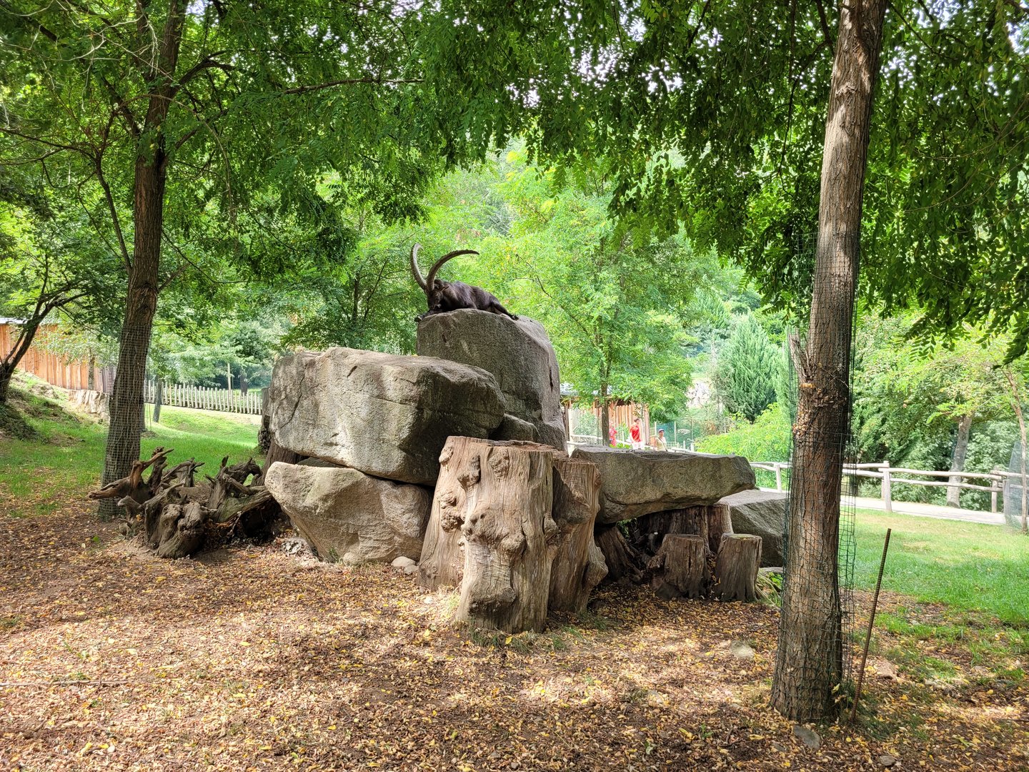 Iberian ibex and Alpine ibex exhibit -Parc Animalier des Pyrénées (2023)