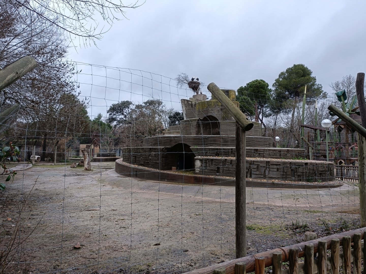 Iberian ibex and mouflon exhibit