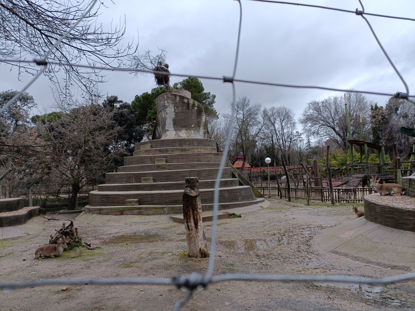 Iberian ibex and mouflon exhibit
