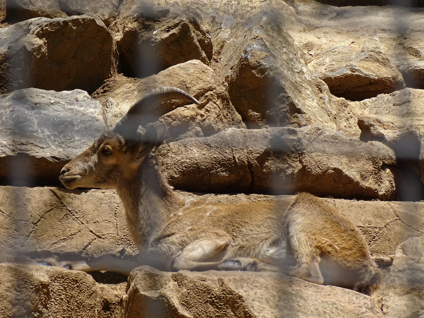Iberian ibex (Capra pyrenaica)