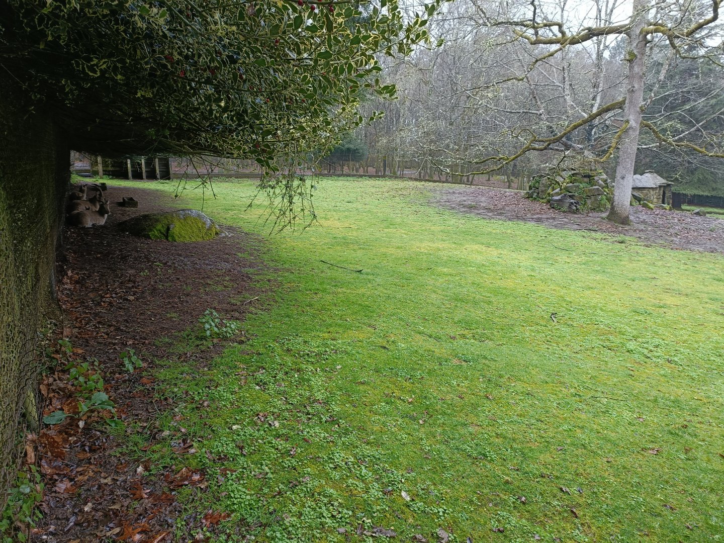 Iberian ibex exhibit -Marcelle Naturaleza