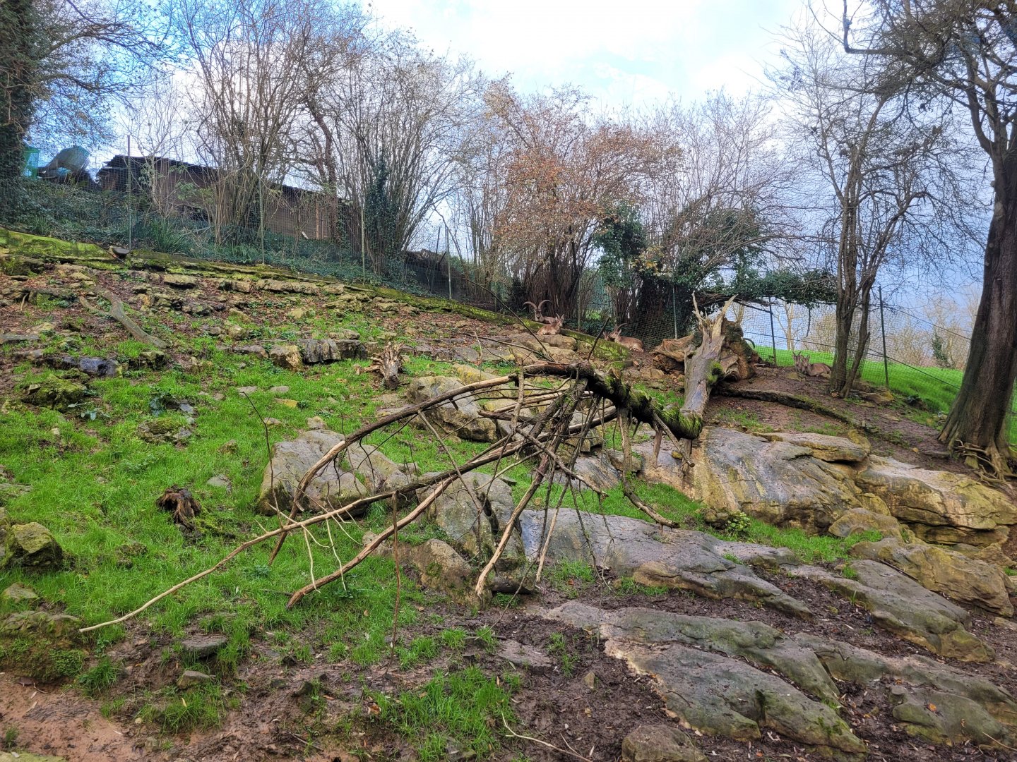 Iberian ibex exhibit -Zoo de Santillana del Mar (2023)