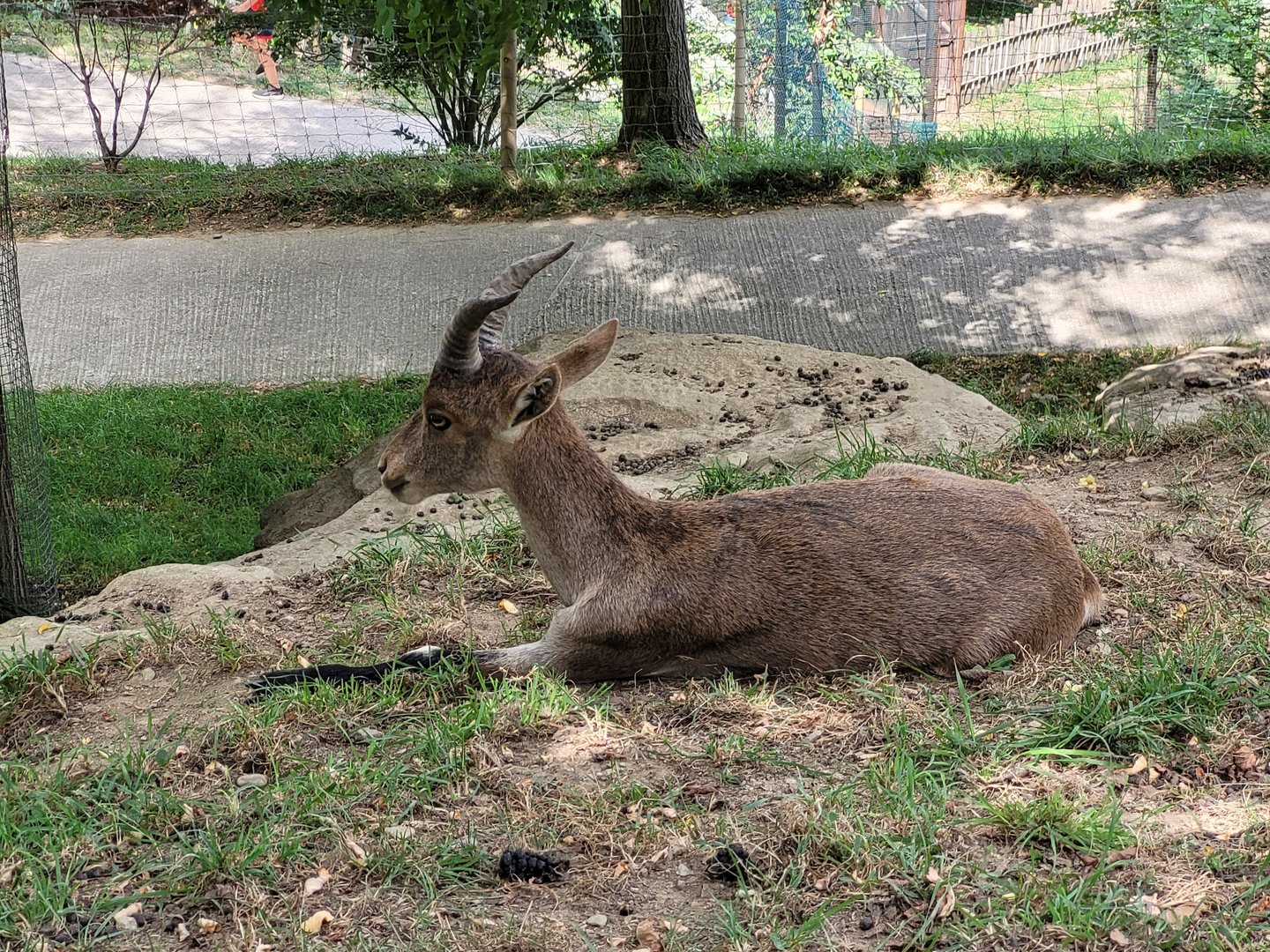 Iberian ibex -Parc Animalier des Pyrénées (2023)