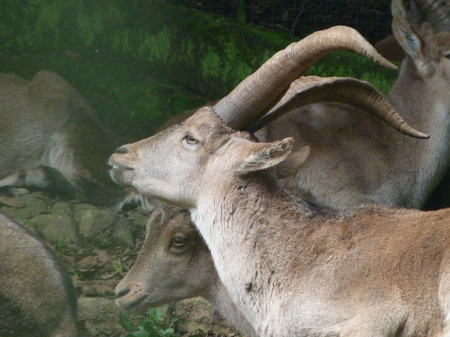Iberian ibex -Zoo de Santillana del Mar (2024)