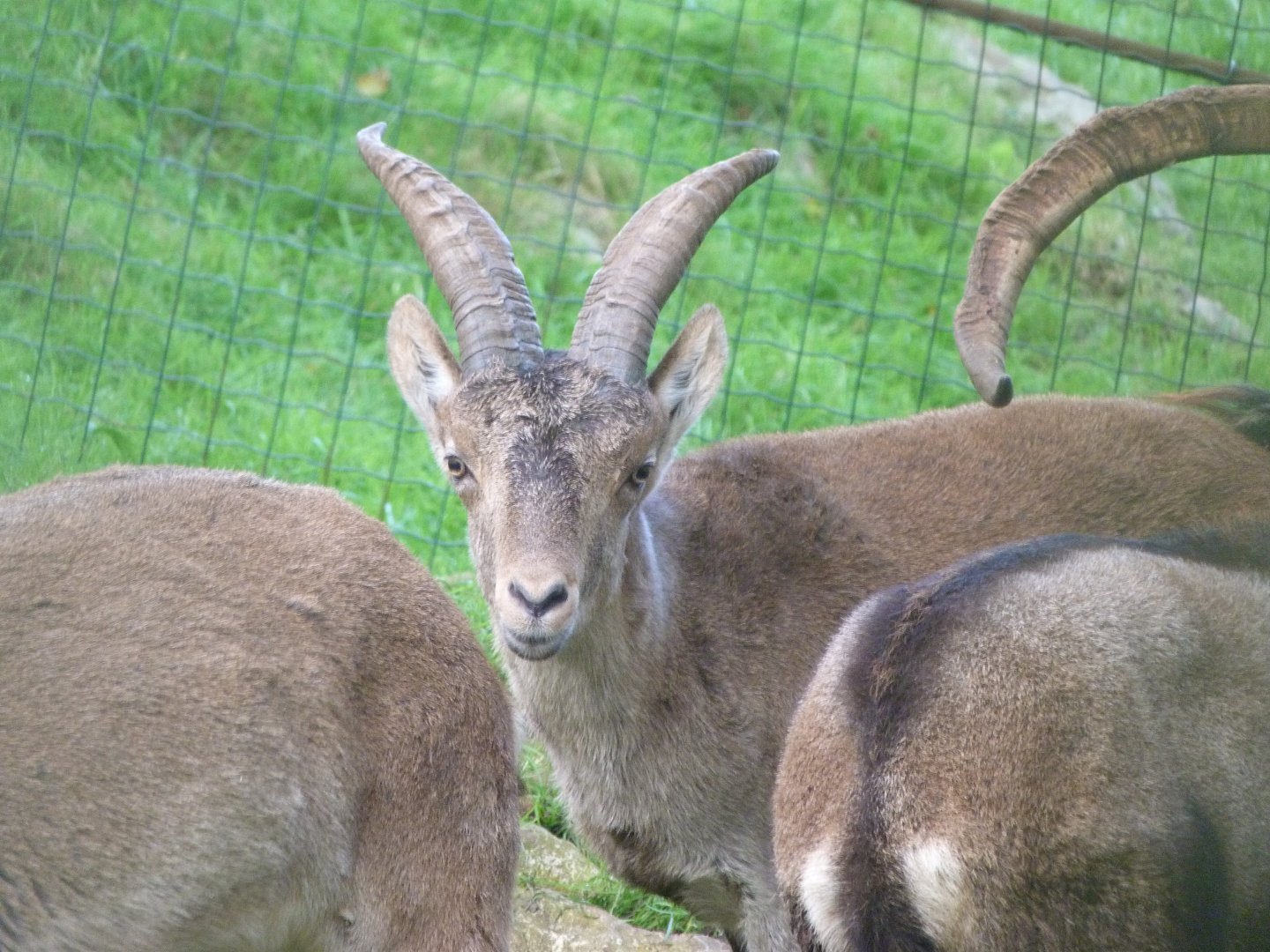 Iberian ibex -Zoo de Santillana del Mar (2024)