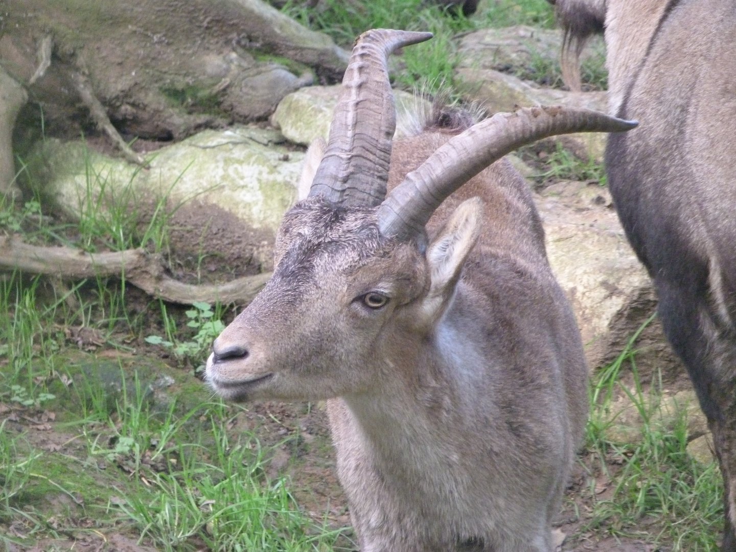 Iberian ibex -Zoo de Santillana del Mar (2024)