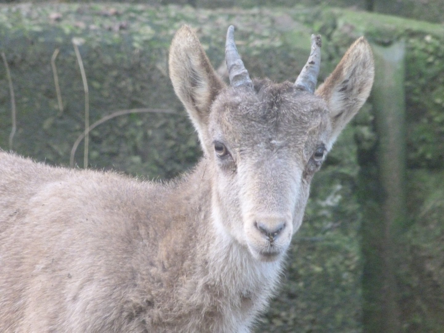 Iberian ibex -Zoo de Santillana del Mar (2024)