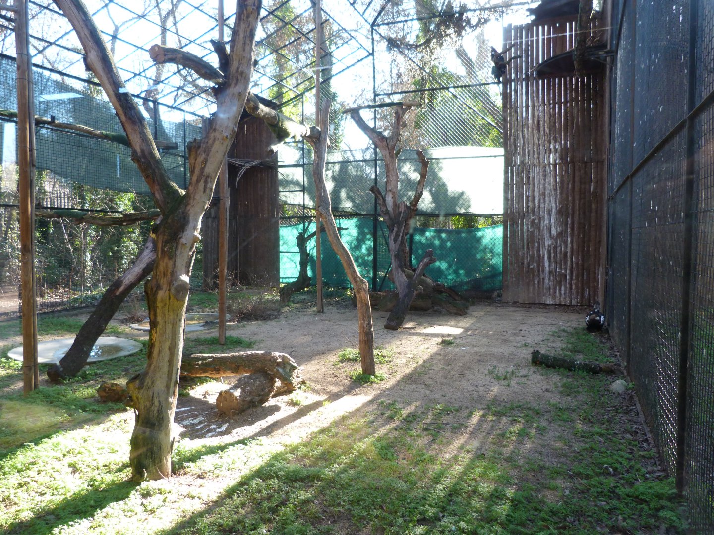 Iberian imperial eagle exhibit -Zoo Aquarium de Madrid (2025)