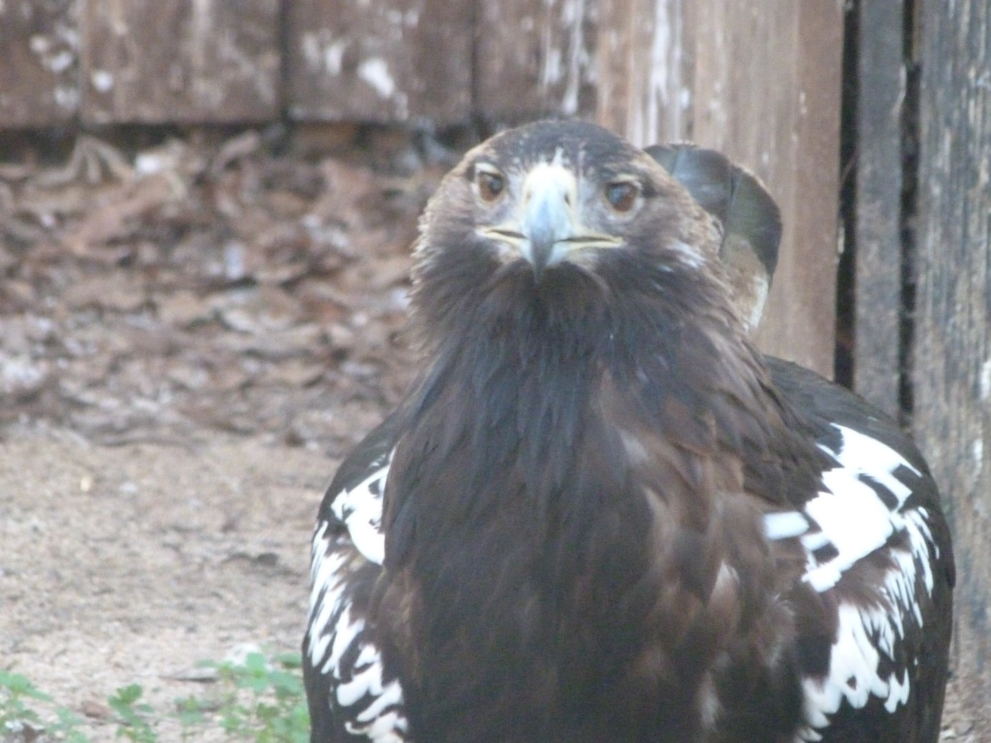 Iberian imperial eagle -Zoo Aquarium de Madrid (2025)