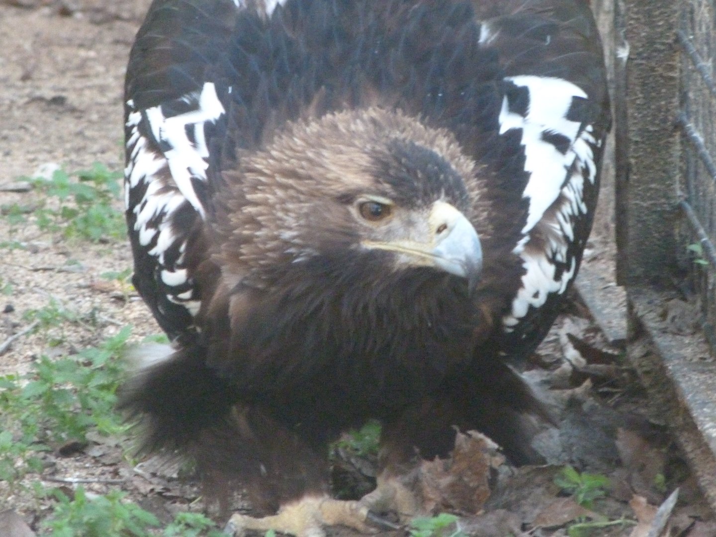 Iberian imperial eagle -Zoo Aquarium de Madrid (2025)