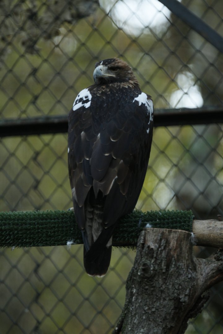Iberian imperial eagle