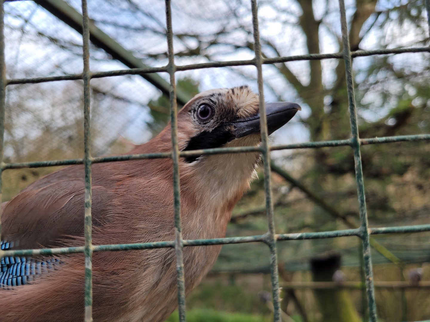 Iberian jay -Zoo de Santillana del Mar (2023)