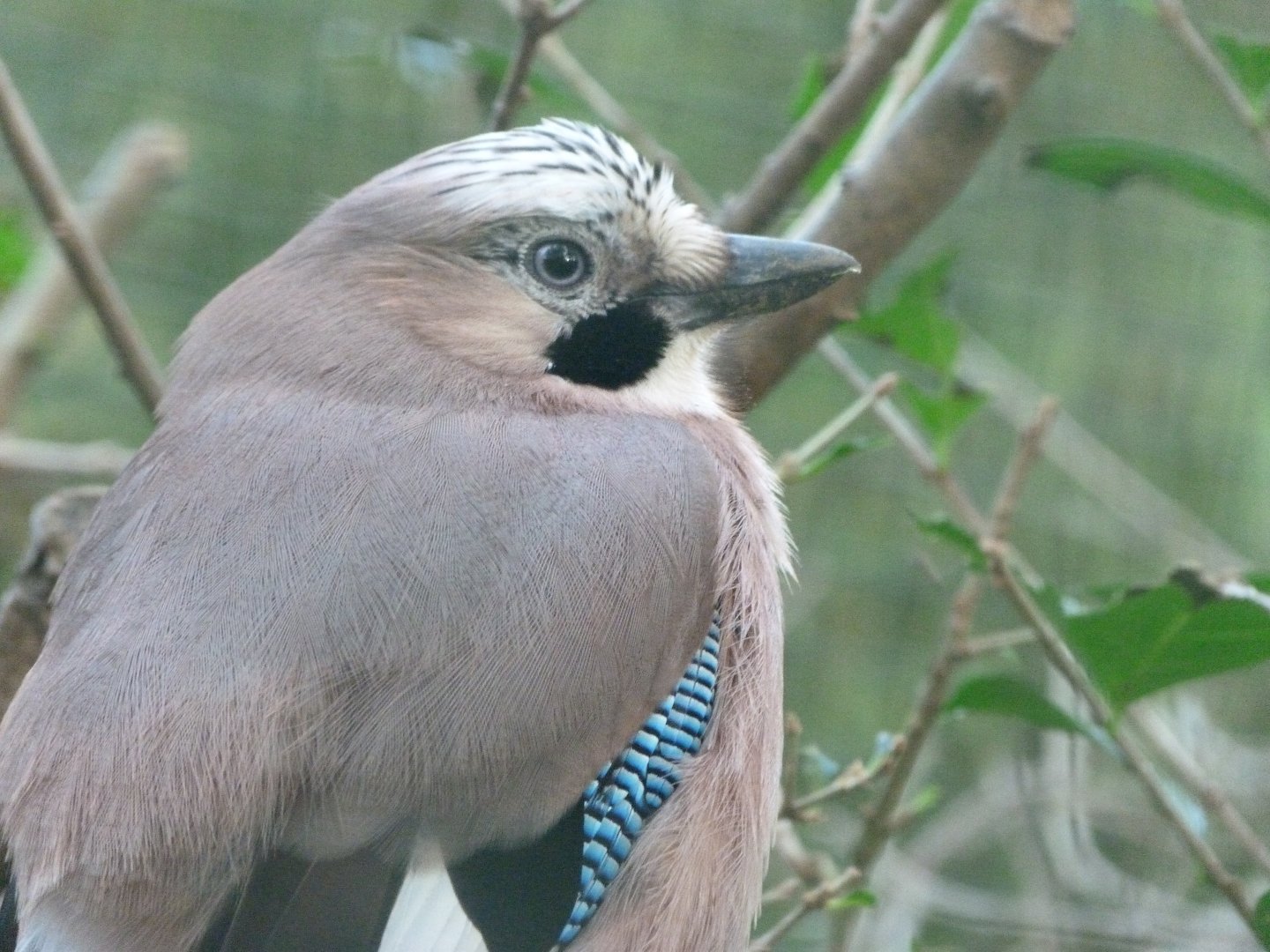 Iberian jay -Zoo de Santillana del Mar (2024)