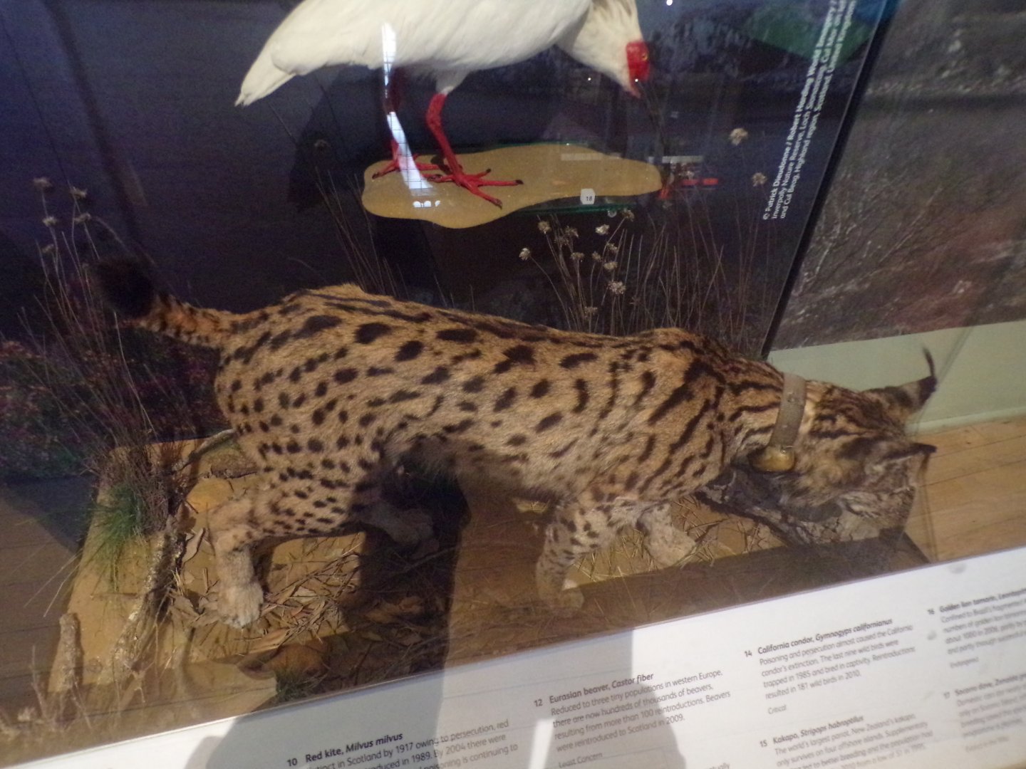 Iberian lynx 26.8.23