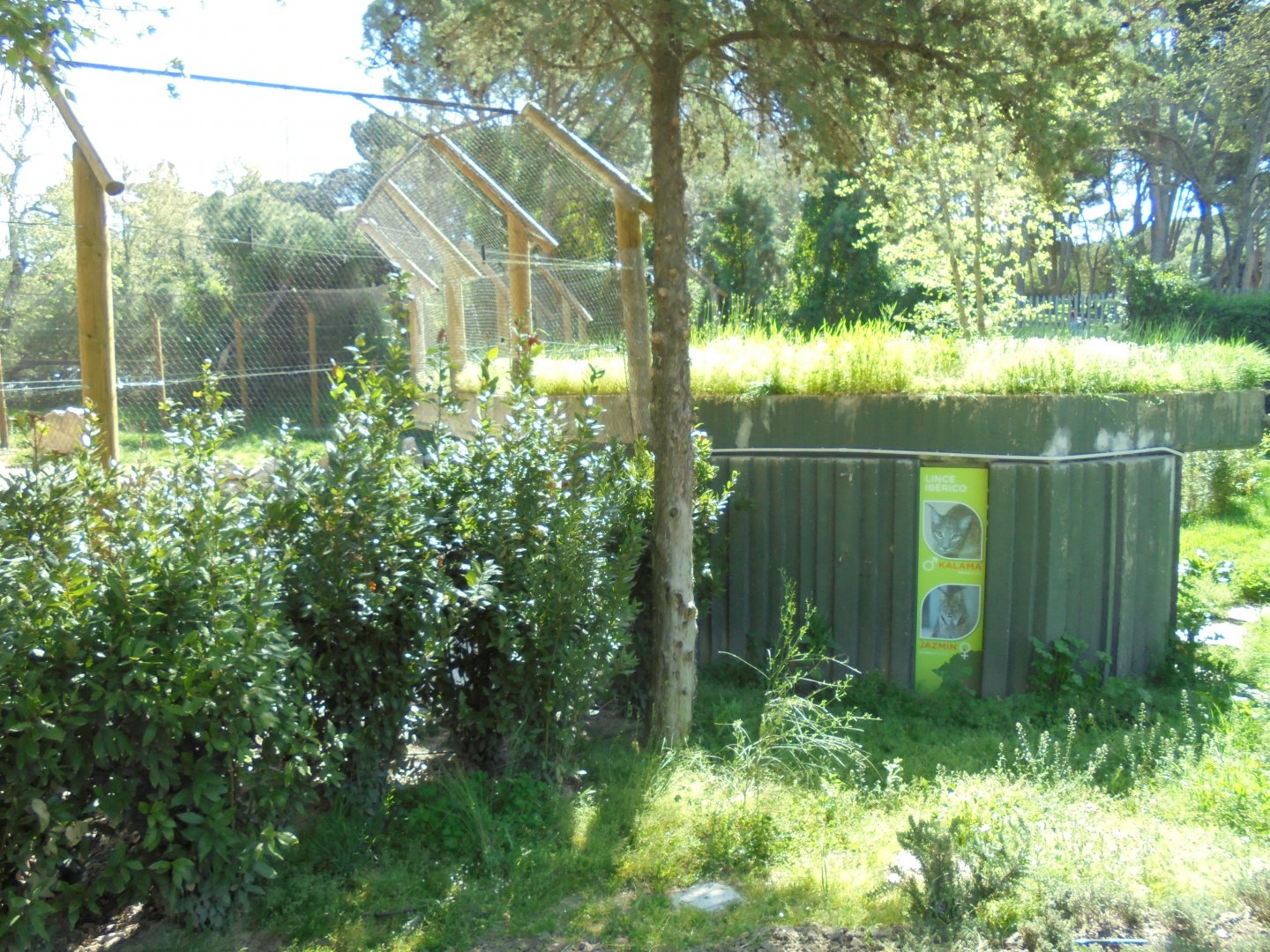 Iberian Lynx At Madrid - Shelter