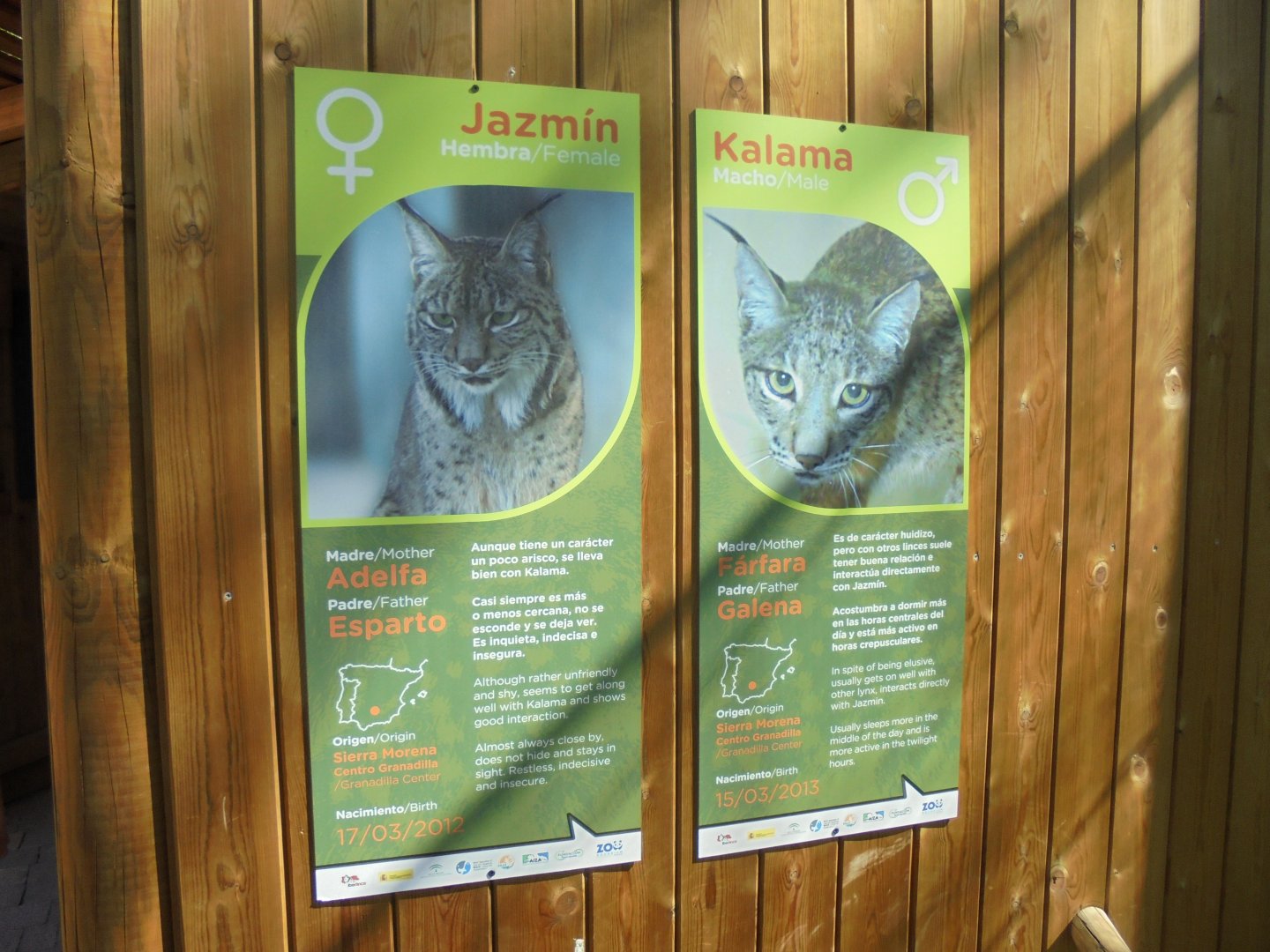 Iberian Lynx At Madrid - Signage