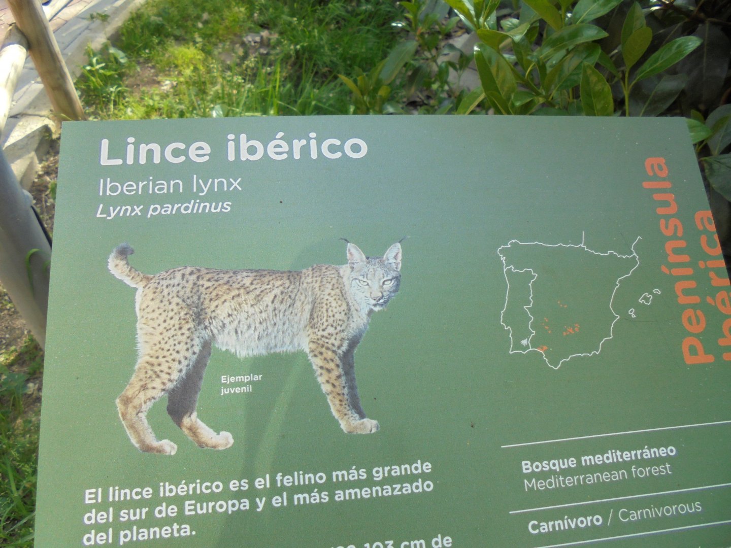 Iberian Lynx At Madrid - Signage