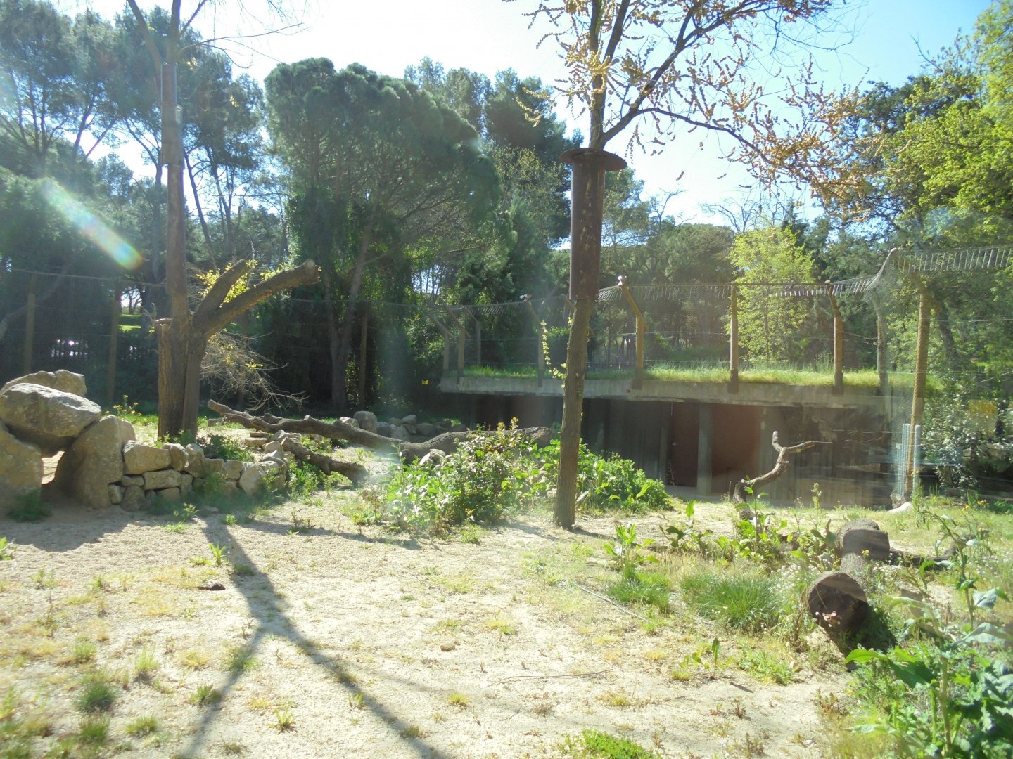Iberian Lynx At Madrid - View Of Enclosure Through Window