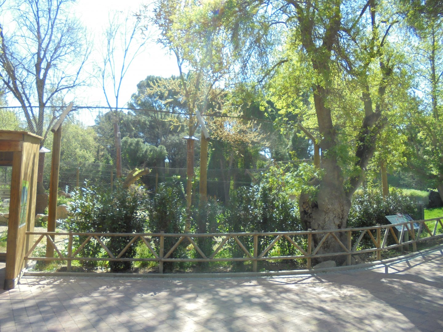Iberian Lynx At Madrid - View Of Enclosure