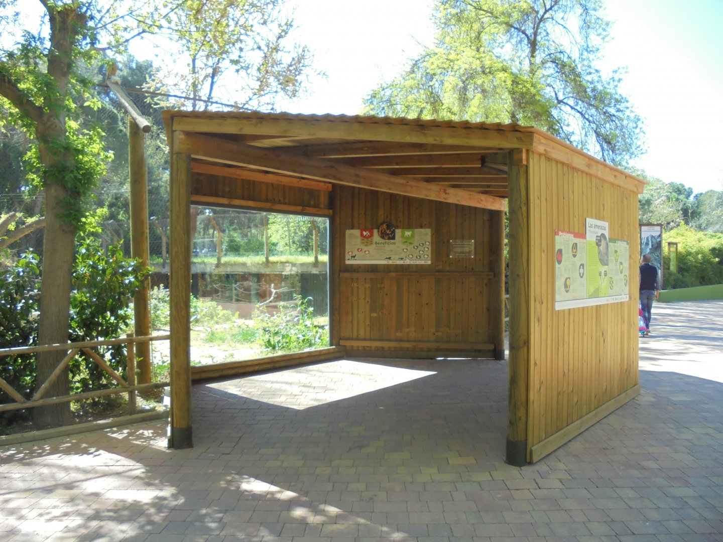 Iberian Lynx At Madrid -viewing Shelter