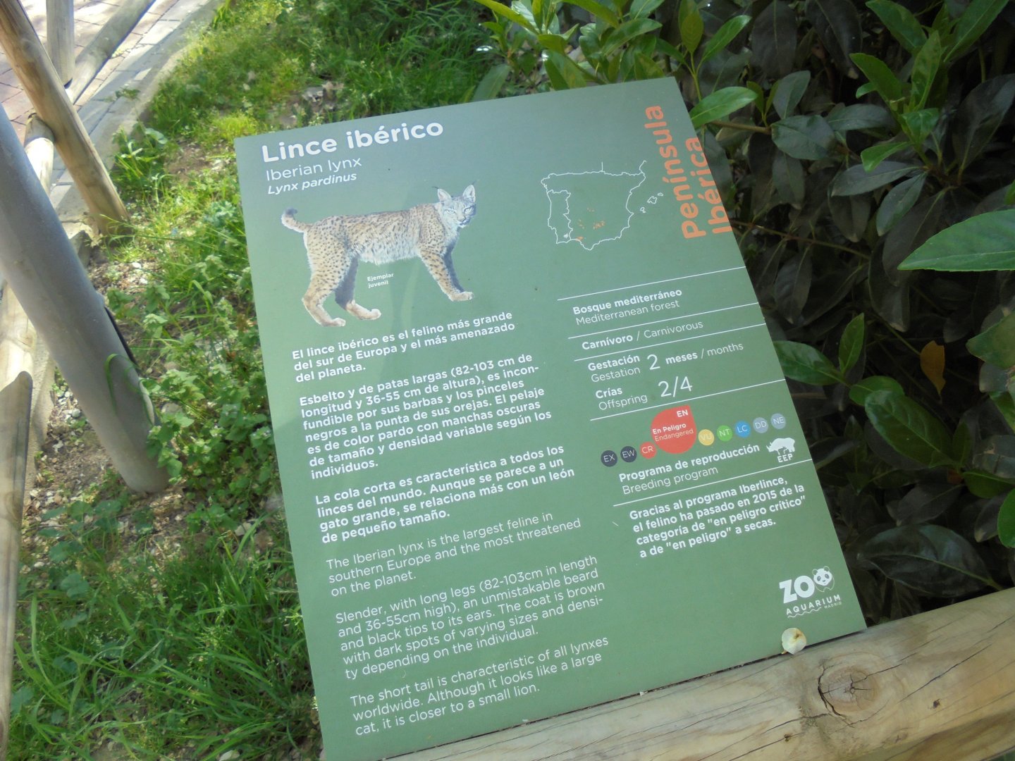 Iberian Lynx At Madrid