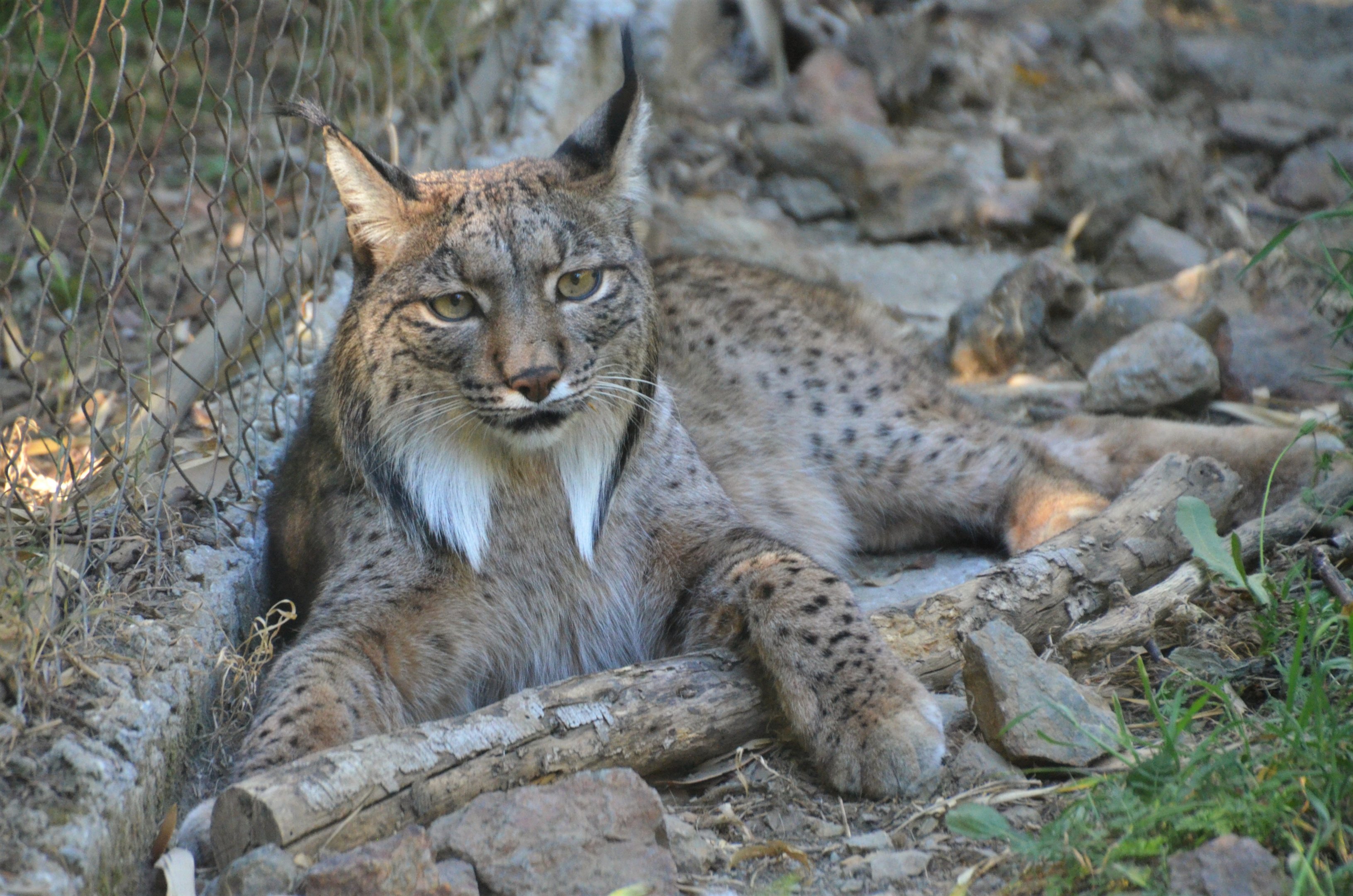 Iberian Lynx at Selwo Aventura, 13/03/19